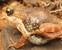 It is home to various endemic species including viviparous toads, and horseshoe bats.